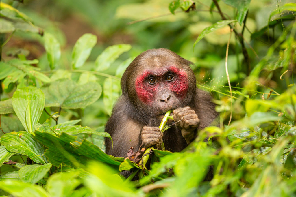 go-wild-a-tourist-guide-to-the-species-of-indian-monkeys